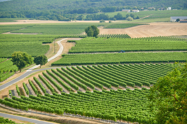 Vendange abondante à 14,2 hl AP/ha et rendement réduit à 10,5 hl AP/ha pour Cognac