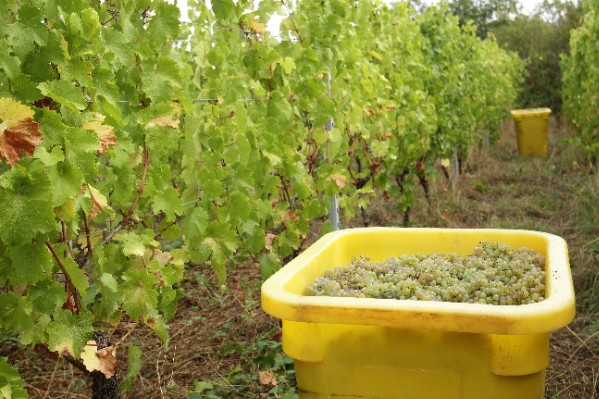Les vignes d'Alsace contiennent la pression oïdium pour des vendanges à bon potentiel
