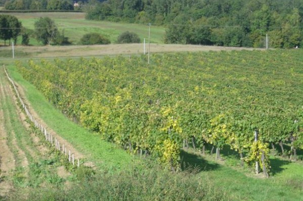 10% du vignoble de Cognac pourrait se passer des traitements obligatoires contre la flavescence dorée