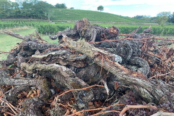 L’arrachage des 9 300 ha de vignes de Bordeaux suspendu à une validation et des corrections   