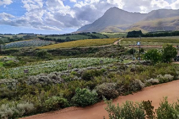  En Afrique du Sud, Hemel-en-Aarde, une appellation entre ciel et terre