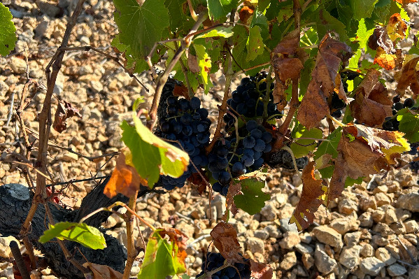 Question de vigne ou de mort face au manque d'eau dans le Midi