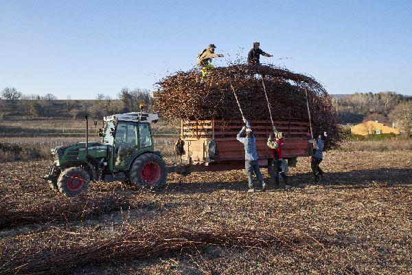 Le retour des porte-greffes vigoureux pour lutter contre la sécheresse