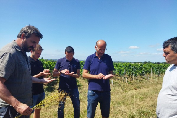 Les Enherbeurs : faire du lien entre vignerons autour de la promotion des couverts végétaux