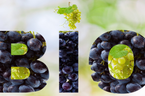 Cuivre, bilan carbone… Les vins bio répondent aux questions qui fâchent