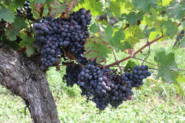Un beau temps providentiel pour les futurs vins de Loire