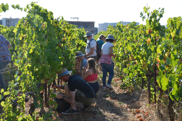 Vendanges solidaires montpelliéraines pour l'inclusion et le partage