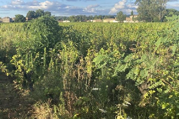 '80 % de perte dans les vignes à proximité', le mildiou dopé par les friches