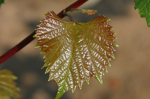 Les porte-greffes ne feront pas de miracles contre la sécheresse, même le 110 Richter