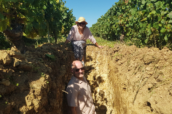 Le destin hors-norme d’une vigne franche redécouverte à Chablis