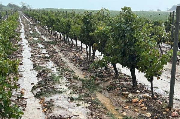 Pour les vendanges, ils récoltent la tempête de grêle 