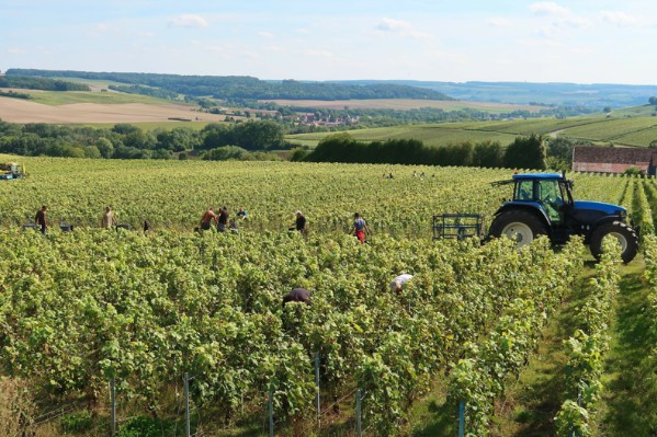 Plusieurs morts pendant les vendanges en Champagne et dans le Beaujolais 
