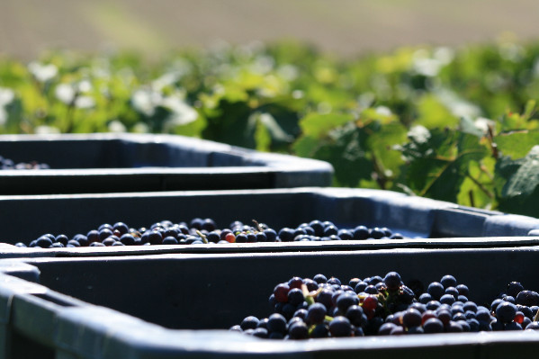 Pour les vendanges en Champagne, je trie, tu tries, il trie…