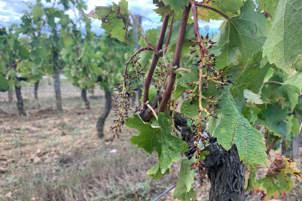 Discorde sur la hausse de rendement des vins rouges AOC Bordeaux