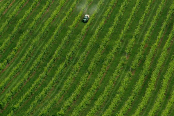Flou et cafouillage autour du conseil stratégique phytos au vignoble