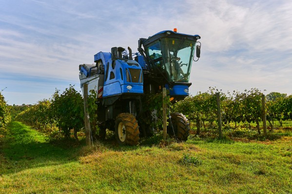 Les vignerons ne doivent plus attendre pour rentrer leur vendange 
