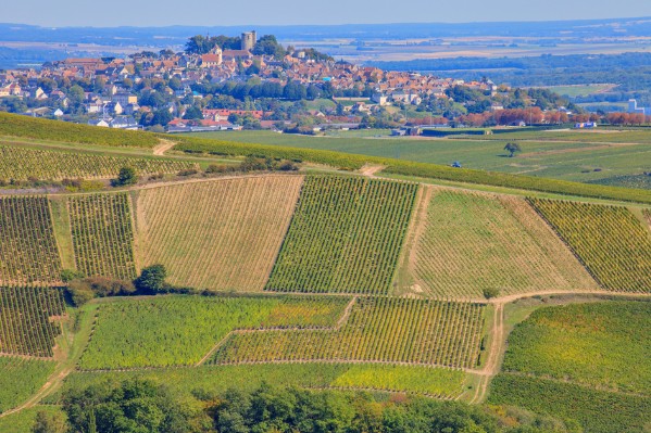 Les vendanges démarrent très bien dans le Sancerrois