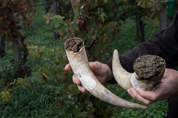 Le vin en biodynamie, cache secte de l’anthroposophie ?