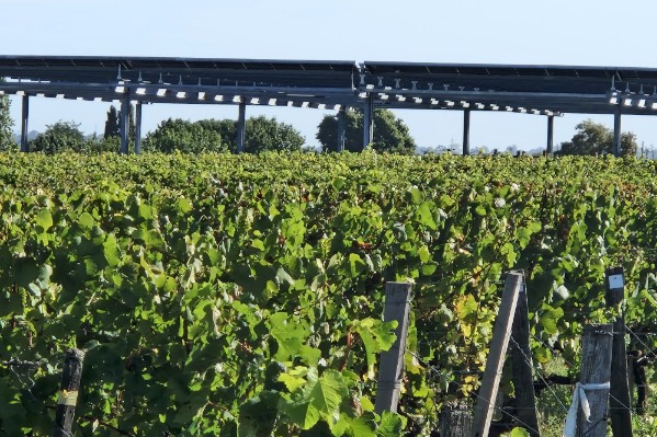 Des panneaux photovoltaïques au-dessus des vignes de Bordeaux