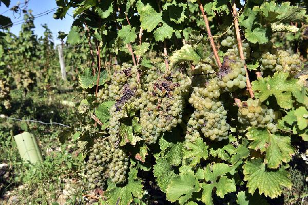  Eudémis, drosophiles... ces ravageurs de la dernière heure ont accéléré les vendanges