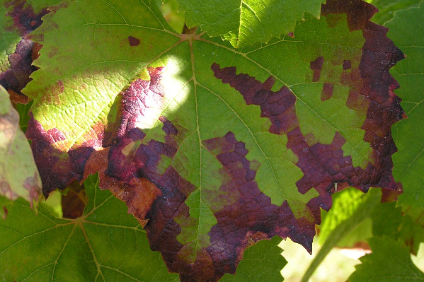 Cicadelles vertes et drosophiles s’invitent au millésime