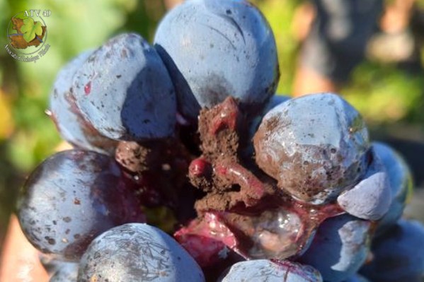Des foyers de pourriture accélèrent les vendanges d’Anjou Saumur