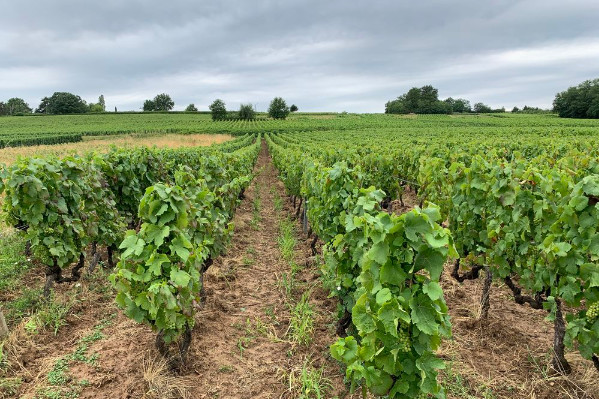 Un produit pour revitaliser les sols dans les vignes