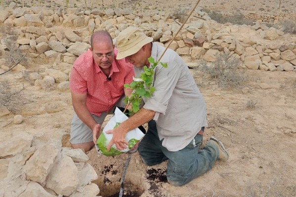Deux cépages antiques replantés dans le désert d’Israël
