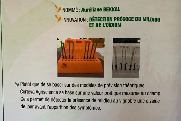 Un autotest de détection précoce du mildiou dans les vignes