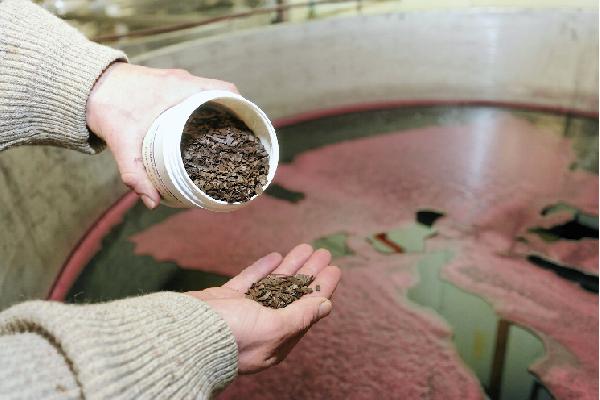  Boisage des vins : copeaux ou douelles ?