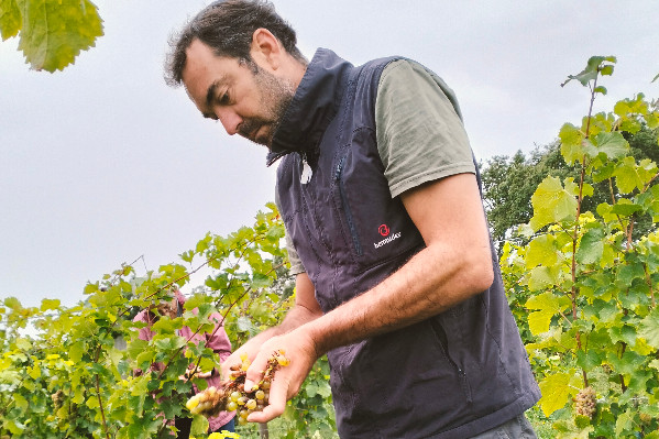 En Bretagne, l’heure des premières vendanges a sonné
