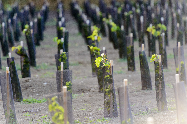 Cognac réduit la voilure de 3 000 à 100 ha de nouvelles vignes à planter en 2024