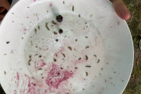 Le saumurage pour compter les tordeuses par grappe de raisin