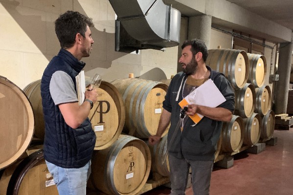 Vendanges compliquées pour les crus du Rhône Nord