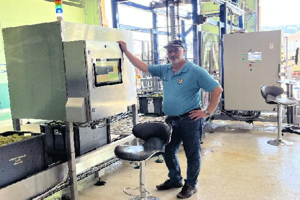  Des caisses refusées s'il y a plus de 15 % d'oïdium : en Champagne, une mireuse scrute les raisins