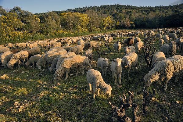 L'écopâturage, une relation gagnant-gagnant entre les vignerons et les éleveurs