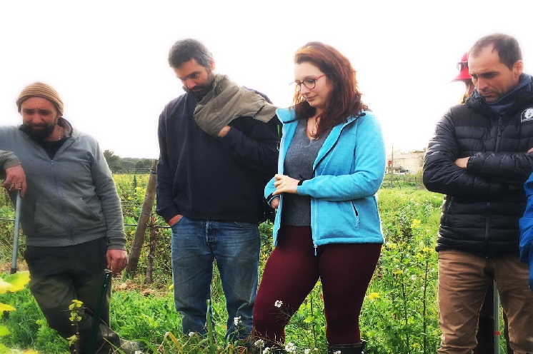 Pour détruire les couverts végétaux dans les vignes, oubliez les rouleaux : 