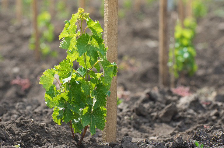 Cognac gagne 3 ans pour planter 3 129 hectares de vignes nouvelles