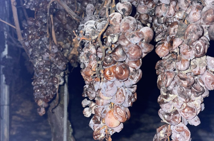 Un premier vin de glace désalcoolisé en Allemagne