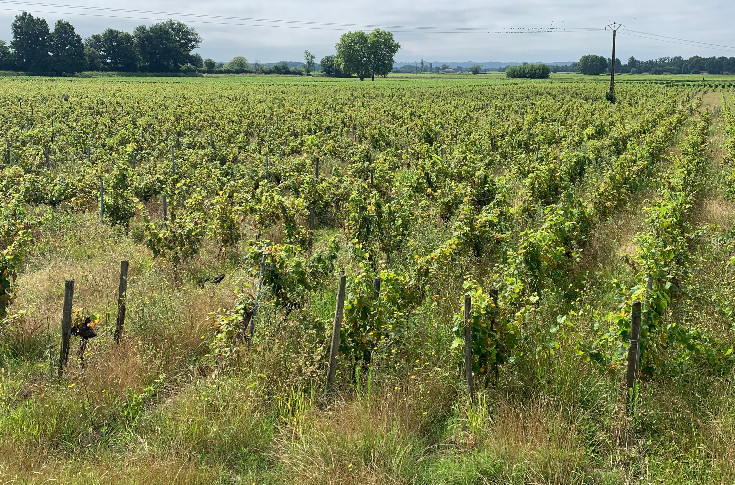 Le glyphosate, solution aux vignes en friche ?