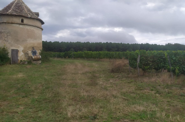 Petite vendange en vue en Lot-et-Garonne
