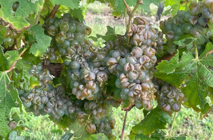 La grêle précipite les vendanges du Haut-Layon