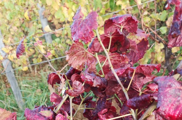 Des traitements plus ciblés contre la flavescence dorée au vignoble