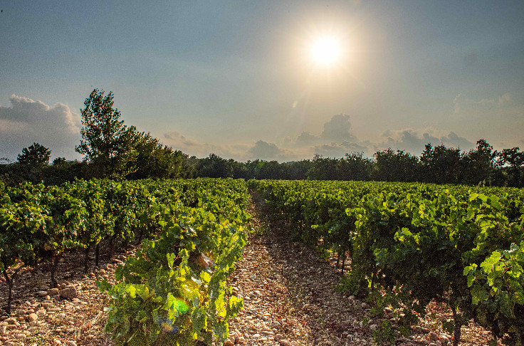 Le nouveau domaine du Tau part de zéro avec 16 ha de vignes à Lirac