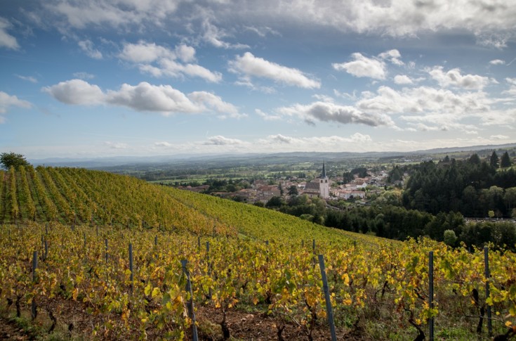 Le vignoble AOC change d’altitude face au changement climatique