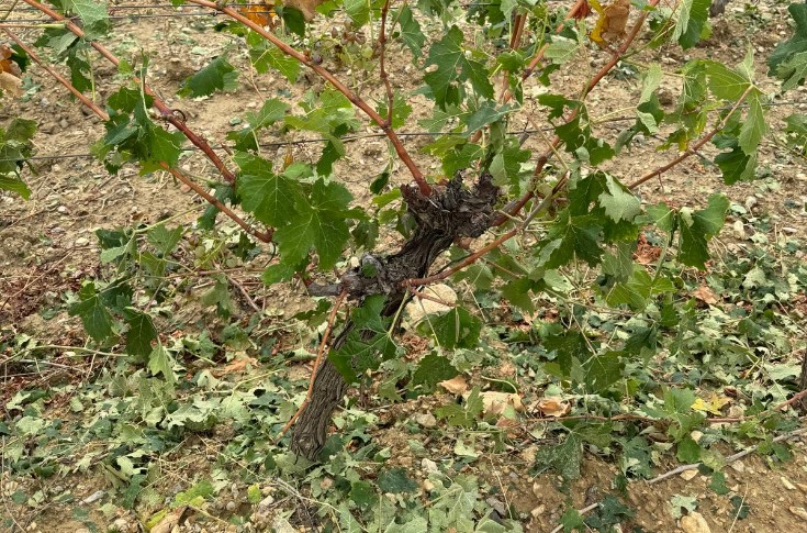 150 000 € pour les viticulteurs sinistrés par la grêle