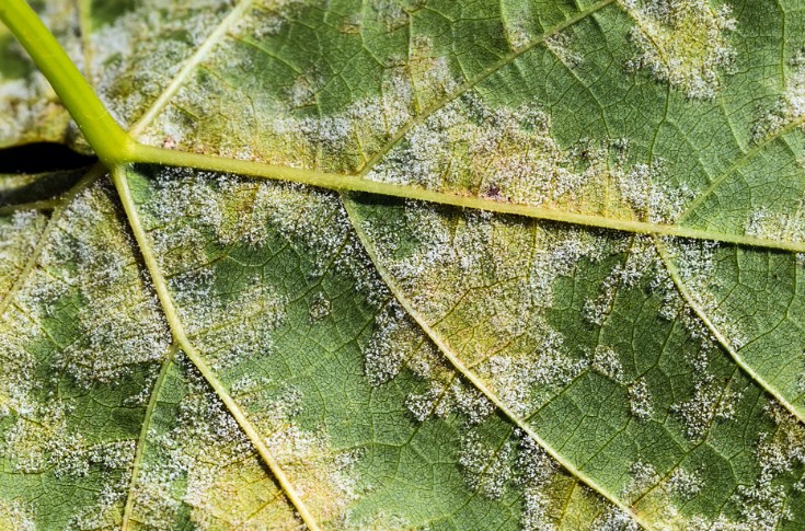Les vignerons perdent le diméthomorphe dans leur lutte contre le mildiou