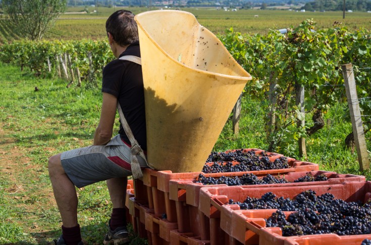 Vendanges mi-figue mi-raisin en Bourgogne