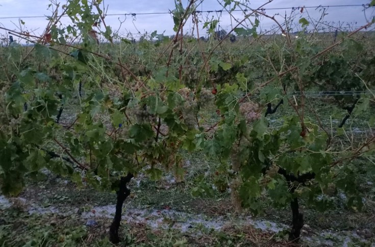 Branle-bas de combat pour vendanger les raisins caillassés par la grêle