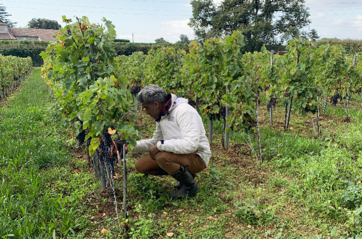 L’antimildiou extraterrestre tient le coup dans les vignes